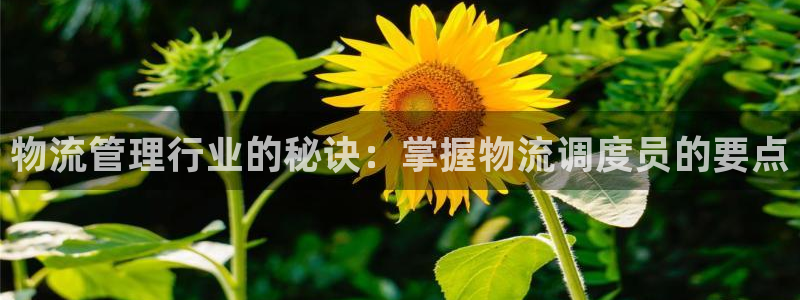 28圈充值金额随便