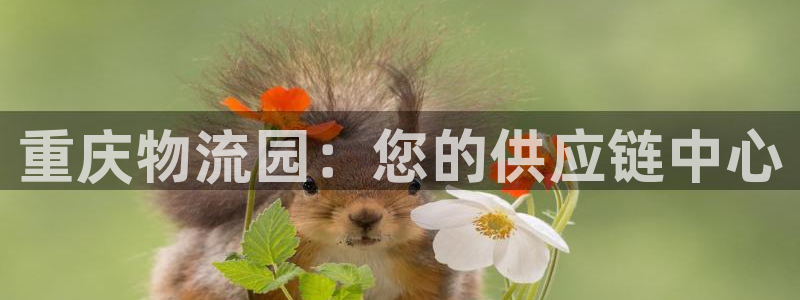 28圈充值为什么充不了：重庆物流园：