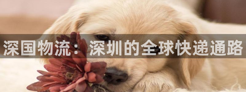 28圈加拿大技巧：深国物流：深圳的全